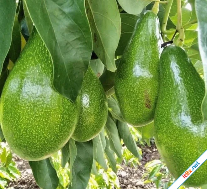 4 thực phẩm quen thuộc có tác dụng làm đẹp da-1.webp