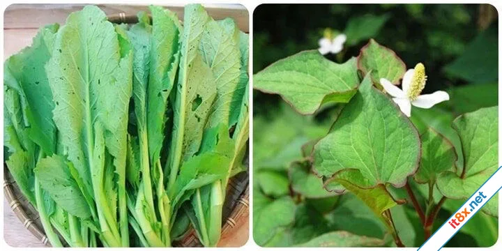 5 loại rau là vua thải độc gan-1.webp