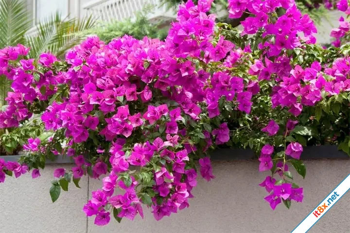 9 loại cây cảnh ưa nắng thích hợp trồng ở ban công-2.webp
