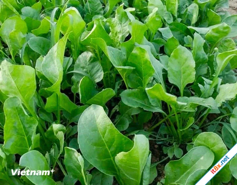 9 loại thực phẩm hàng đầu giúp phái đẹp có làn da đẹp tự nhiên-5.webp