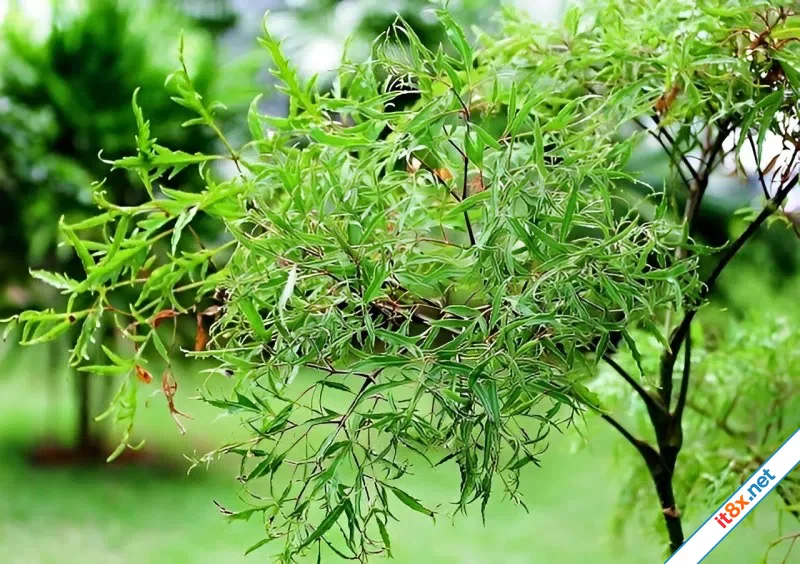 Bài thuốc chữa bệnh từ cây đinh lăng-1.webp