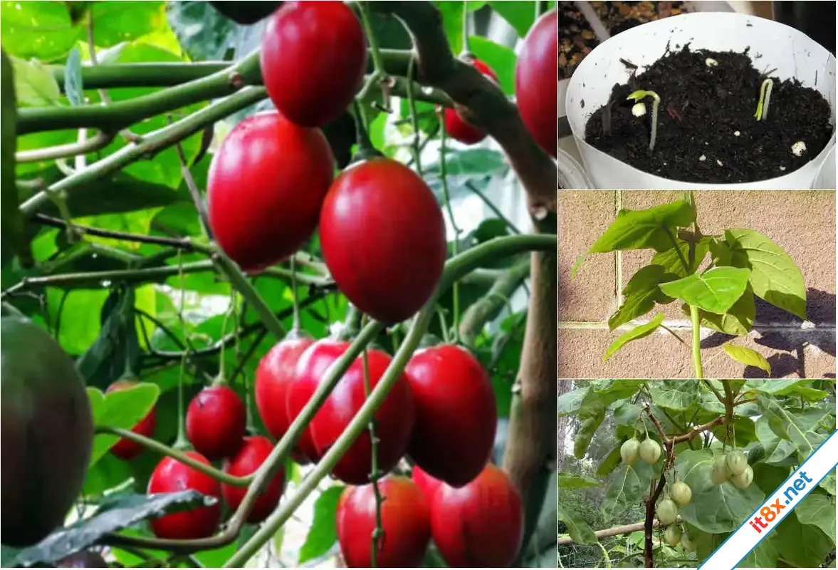 cà chua thân gỗ.webp