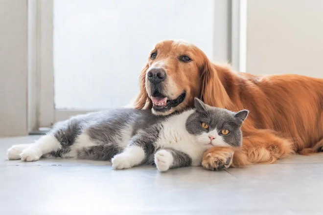 Chó và mèo loài nào sống lâu hơn: giải mã tuổi thọ thú cưng