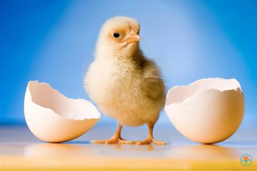 Quả trứng chứa mã gene đột biến chính là khởi thủy của loài gà hiện đại ngày nay