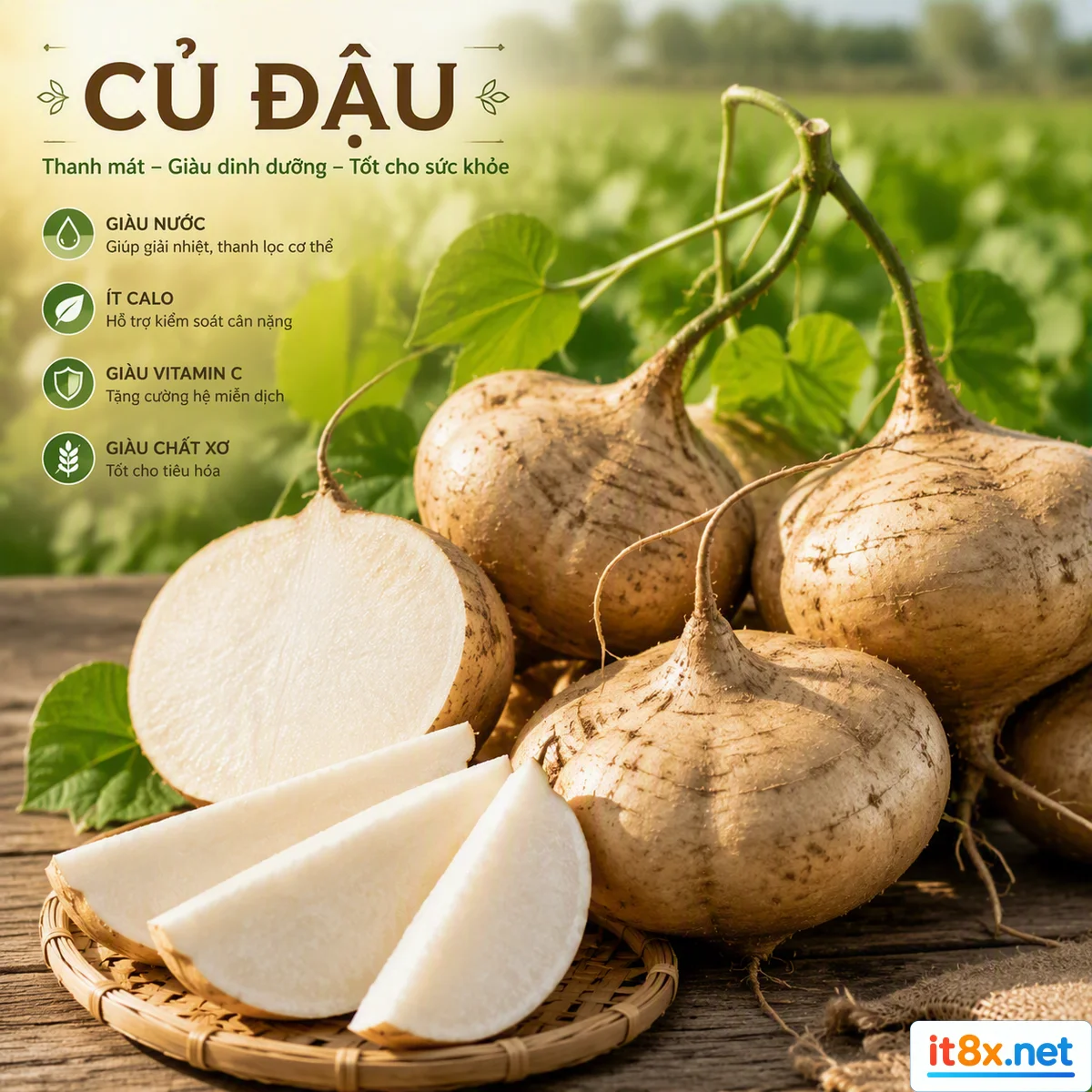 Củ đậu: Thần dược bình dân giúp bảo vệ và nuôi dưỡng lá gan khỏe mạnh