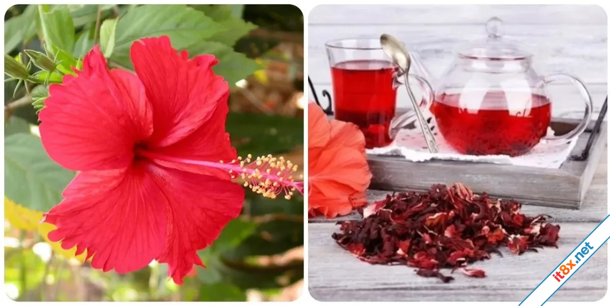 hoa dâm bụt.webp