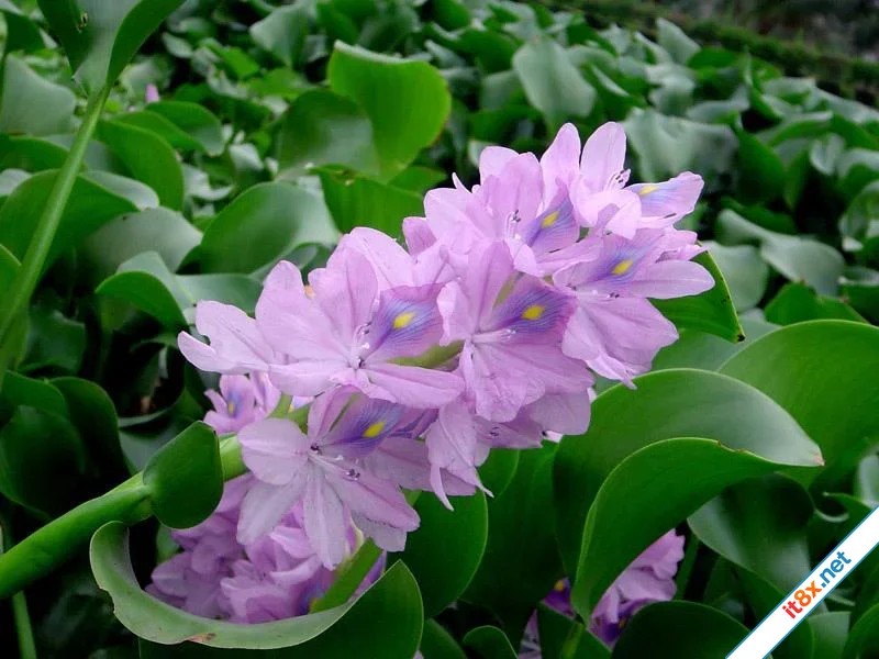 hoa-luc-binh.webp