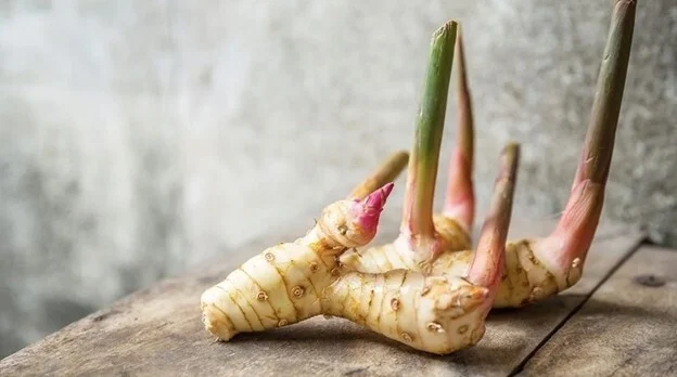 Khám phá những công dụng tuyệt vời của củ riềng đối với sức khỏe