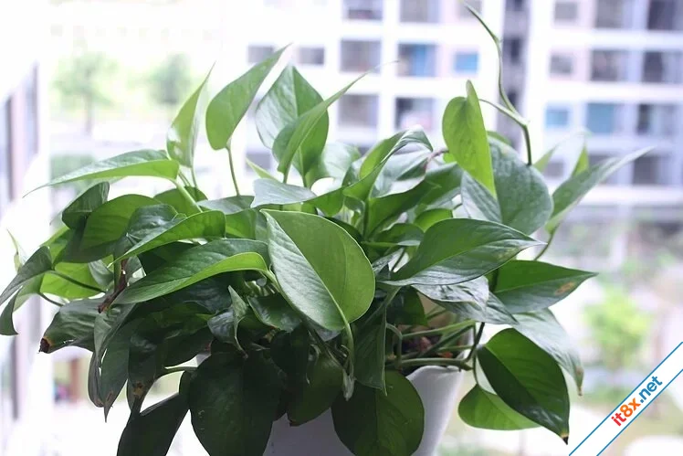 Loại cây thanh lọc không khí trong nhà-2.webp