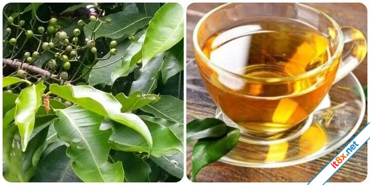 Lợi ích khi uống nước lá vối hàng ngày không phải ai cũng biết-1.webp