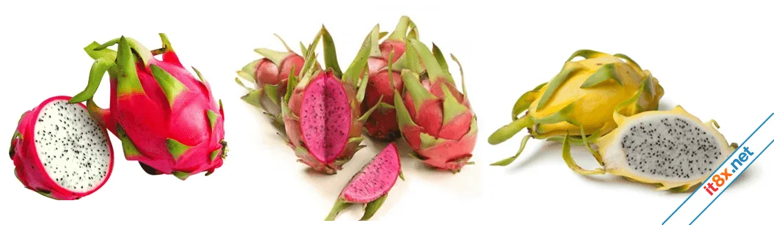 loi-ich-qua-thanh-long.webp