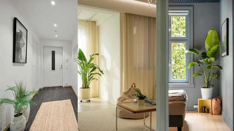 Nghệ thuật bài trí cây xanh trong nhà Bí quyết biến mọi không gian thành tổ ấm rạng rỡ-1.webp