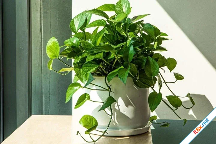 Những loại cây cảnh hút bụi mịn nên trồng trong nhà-2.webp