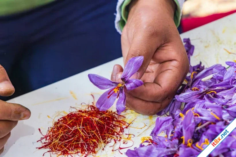 Saffron nhụy hoa nghệ tây có lợi ích sức khỏe gì mà đắt như vàng-1.webp