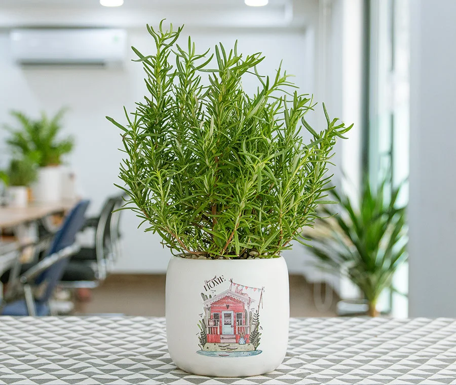 Tại sao cây hương thảo trồng trong nhà nhanh chết 5 sai lầm phổ biến cần tránh ngay-2.webp