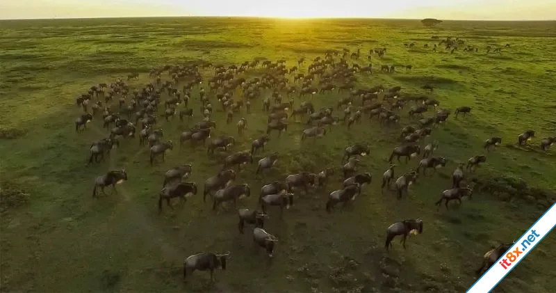 Tanzania.webp