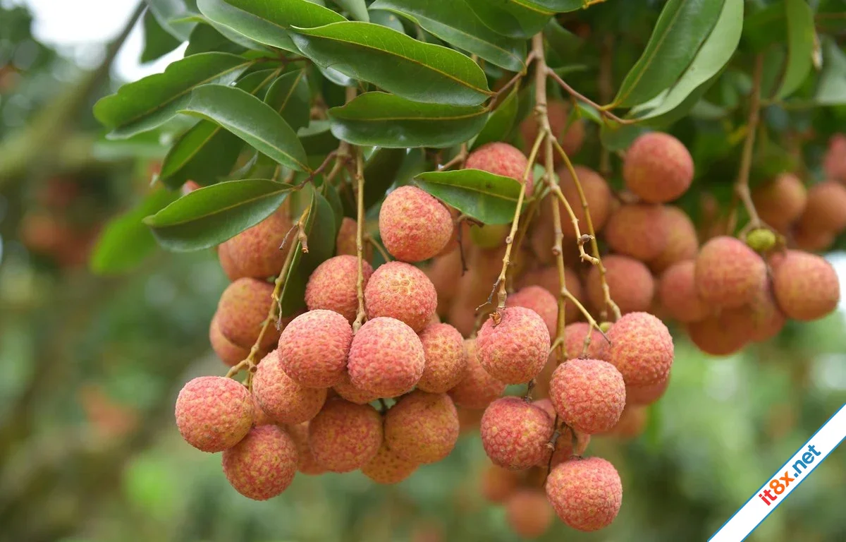vải thiều.webp