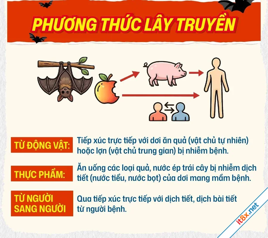 Virus Nipah Không hoảng loạn chỉ cần biết điều này-2.webp