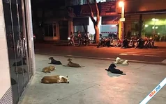 6 chú chó chạy theo xe cứu thương, chờ chủ trước bệnh viện