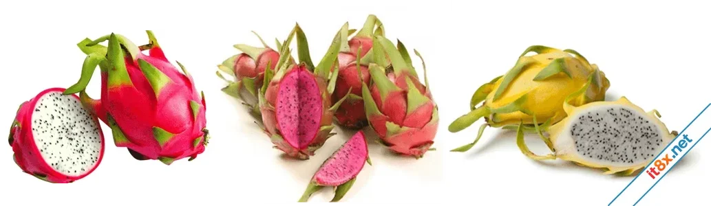 Lợi ích sức khỏe từ quả thanh long