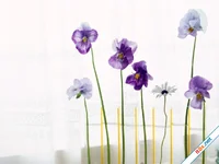 Bài ca về cuộc sống