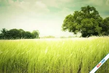 Đồng cỏ may