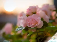 Chạm vào cả thế giới...