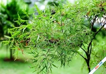 Bài thuốc chữa bệnh từ cây đinh lăng