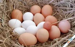Trứng gà màu nâu và màu trắng loại nào tốt hơn?