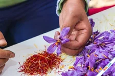 Saffron - nhụy hoa nghệ tây có lợi ích sức khỏe gì mà đắt như vàng?
