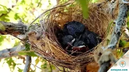 Kiến trúc tổ chim: Nghệ thuật sinh tồn giữa nắng mưa và kẻ thù