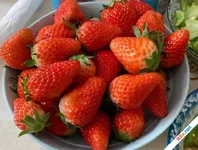 Mẹo rửa dâu tây đúng cách