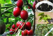17 thực phẩm tốt cho người huyết áp cao