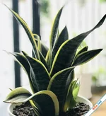 Loại cây thanh lọc không khí trong nhà