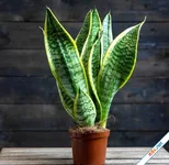 Những loại cây cảnh hút bụi mịn nên trồng trong nhà
