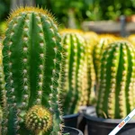 9 loại cây cảnh ưa nắng thích hợp trồng ở ban công