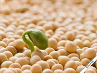 3 thực phẩm giúp chị em trẻ lâu, khỏe mạnh