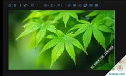 [N.O.V.A.] - [DZ] - ImageShield - Xenforo 2