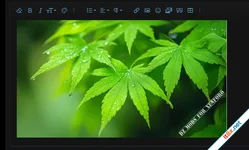 [DZ] ImageShield - Xenforo 2