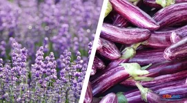 Sự thật thú vị: Màu tím không thực sự tồn tại trong tự nhiên như bạn nghĩ