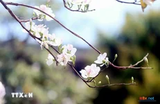 Du lịch tháng 3: Hành trình khám phá những tọa độ đẹp nhất Việt Nam