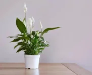 Phòng tắm ẩm ướt, hôi hám? Đặt ngay 7 loại cây "khắc tinh" của nấm mốc và mùi hôi