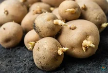 Nhiều thực phẩm tự nhiên tiềm ẩn độc tố chết người nếu chế biến sai cách
