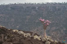 Bí ẩn cây hoa sứ sa mạc Socotra mang kịch độc chết người
