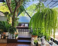 Gợi ý các loại dương xỉ trồng ban công ít nắng giúp thanh lọc không khí