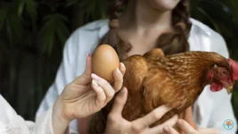 Khoa học chính thức giải mã câu đố con gà hay quả trứng có trước