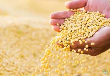 7 nguồn protein thực vật tuyệt vời giúp bảo vệ xương khớp chắc khỏe